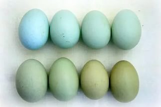 Куры какой породы несут голубые яйца?