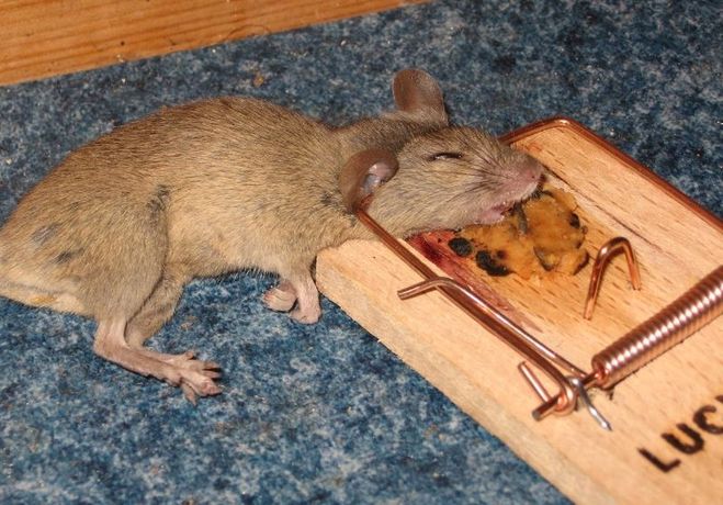 убитая мышь