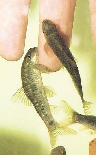 рыбка, поедающая кожу