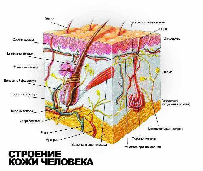строение кожи человека