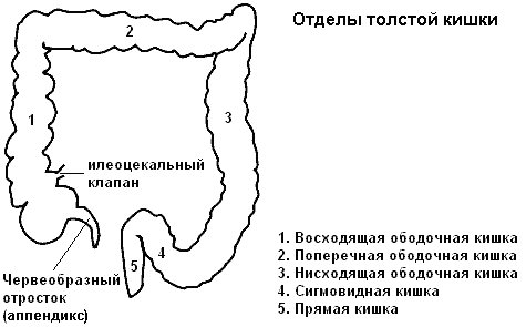 Отделы толстого кишечника человека схема расположения