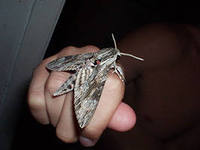 бабочки-вампиры - совки василистниковые или ночные мотыльки