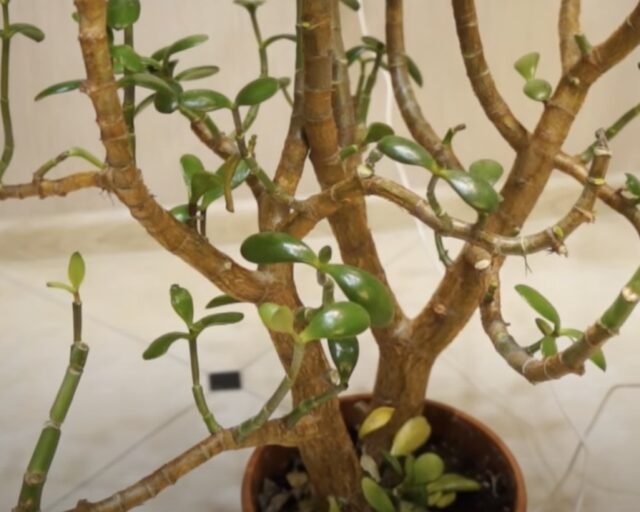 Денежное дерево (толстянка): фото и уход в домашних условиях