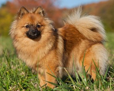 Как ухаживать за немецким шпицем, чтобы он рос здоровым и счастливым