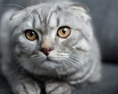 Стерилизация кошки: когда проводить, как подготовить и что делать после